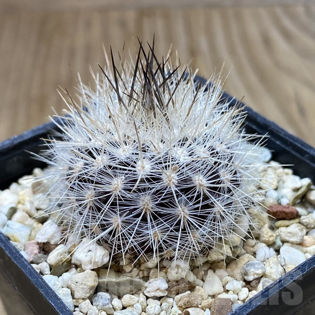 SH1208 Neoporteria senilis - Image 2