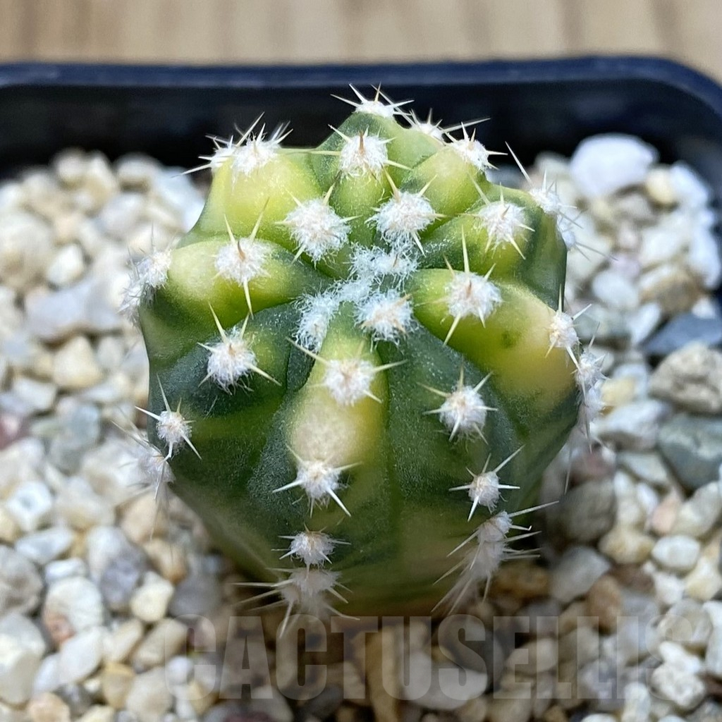SHPR41087 Echinopsis subdenudata f. variegata