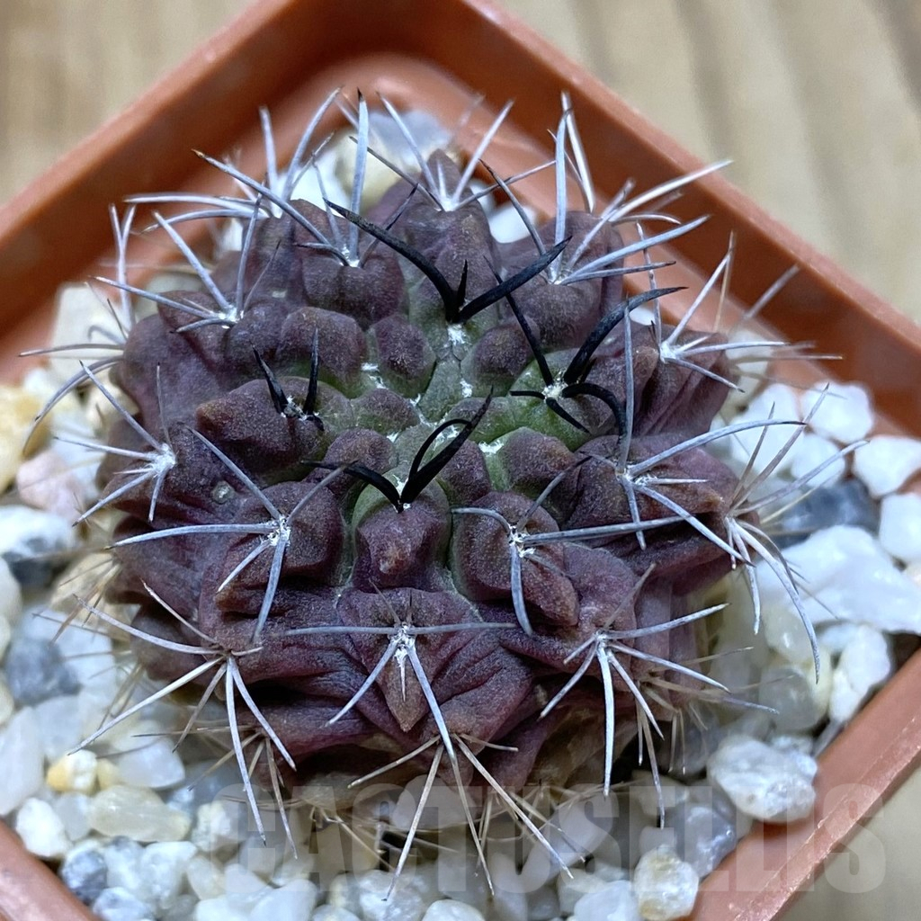 SHPR41096 Neochilenia paucicostata