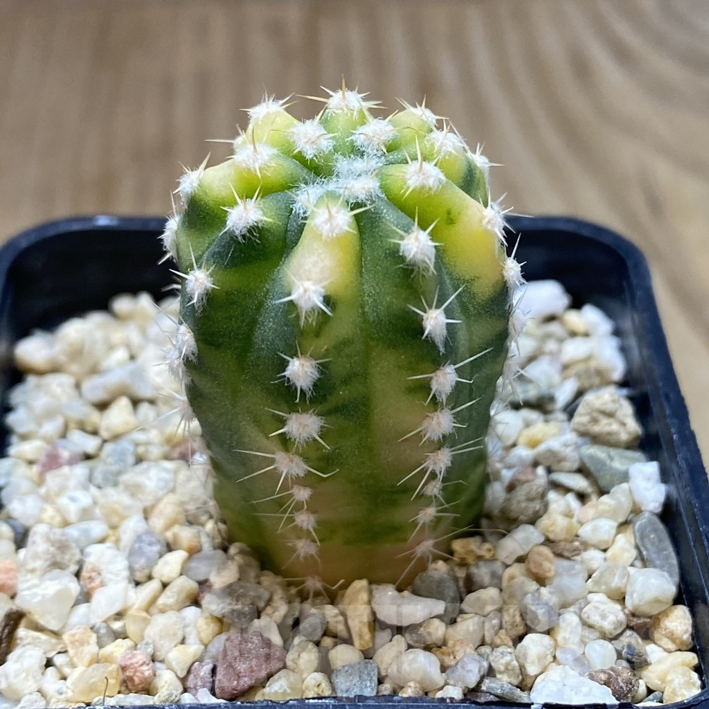 SHPR41087 Echinopsis subdenudata f. variegata - Image 2