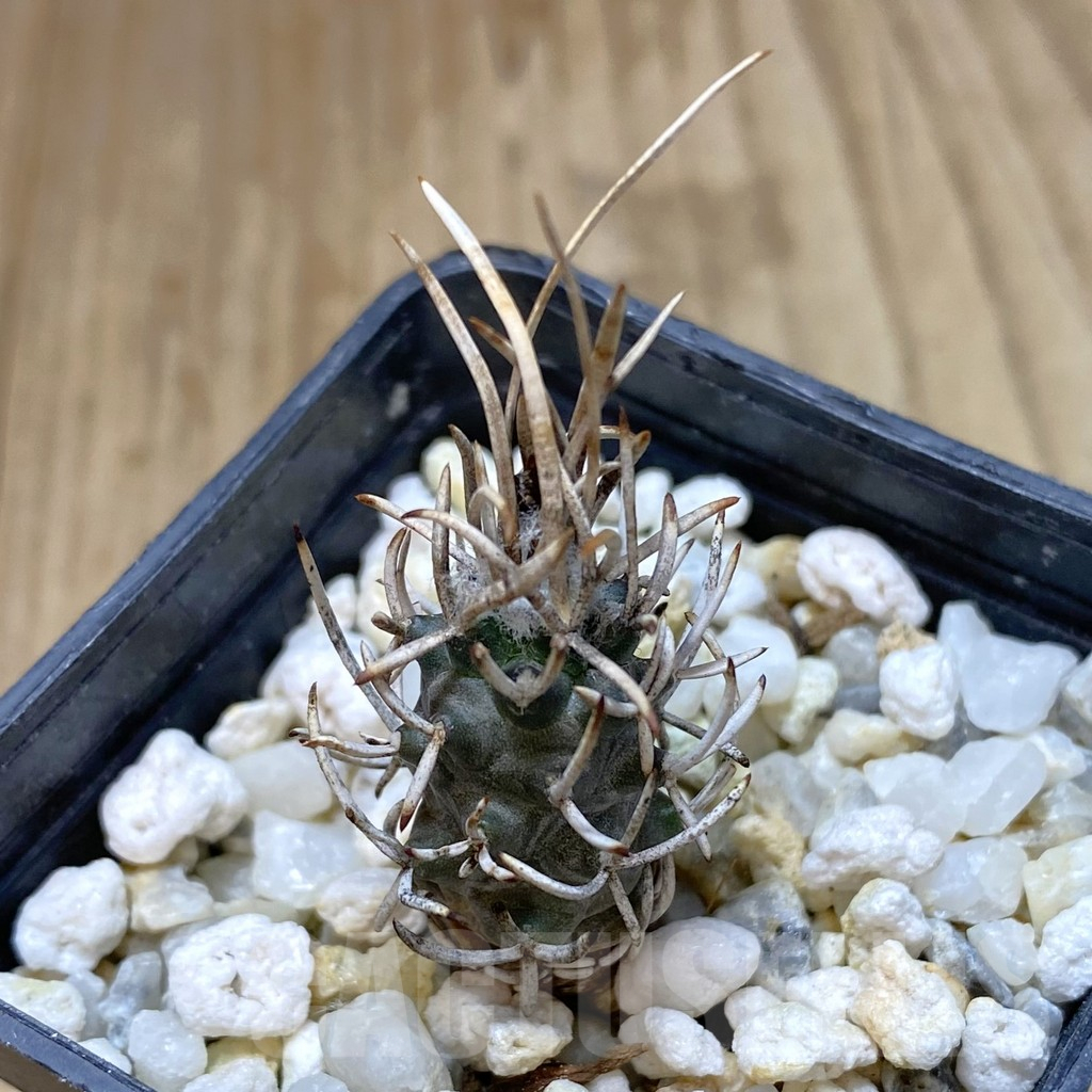 SHPR41088 Turbinicarpus flaviflorus