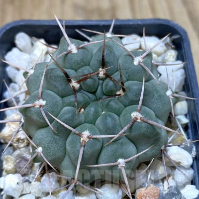 SH1322 Gymnocalycium intertextum long spines