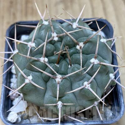 SH1323 Gymnocalycium intertextum long spines