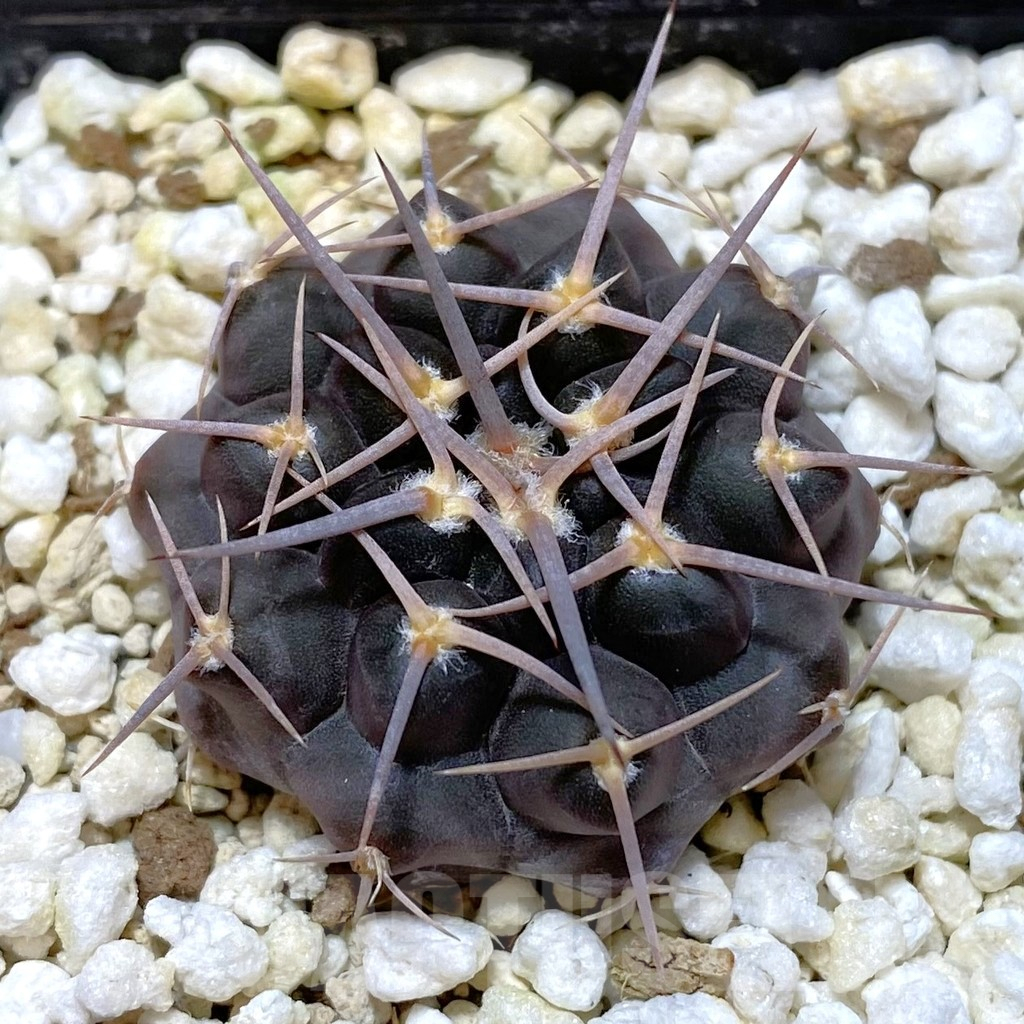 SHPR41102 Gymnocalycium prochazkianum simile VG 061