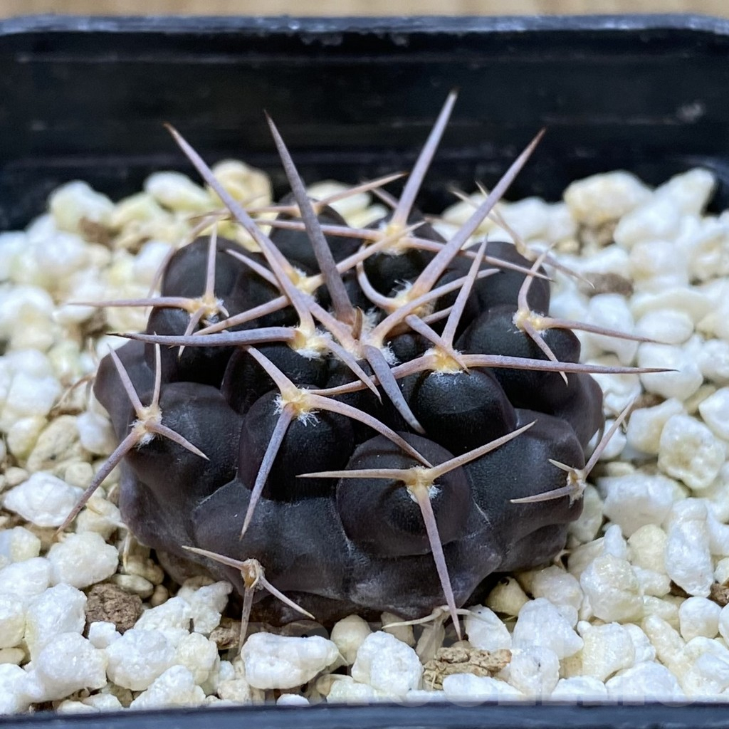 SHPR41102 Gymnocalycium prochazkianum simile VG 061 - Image 2