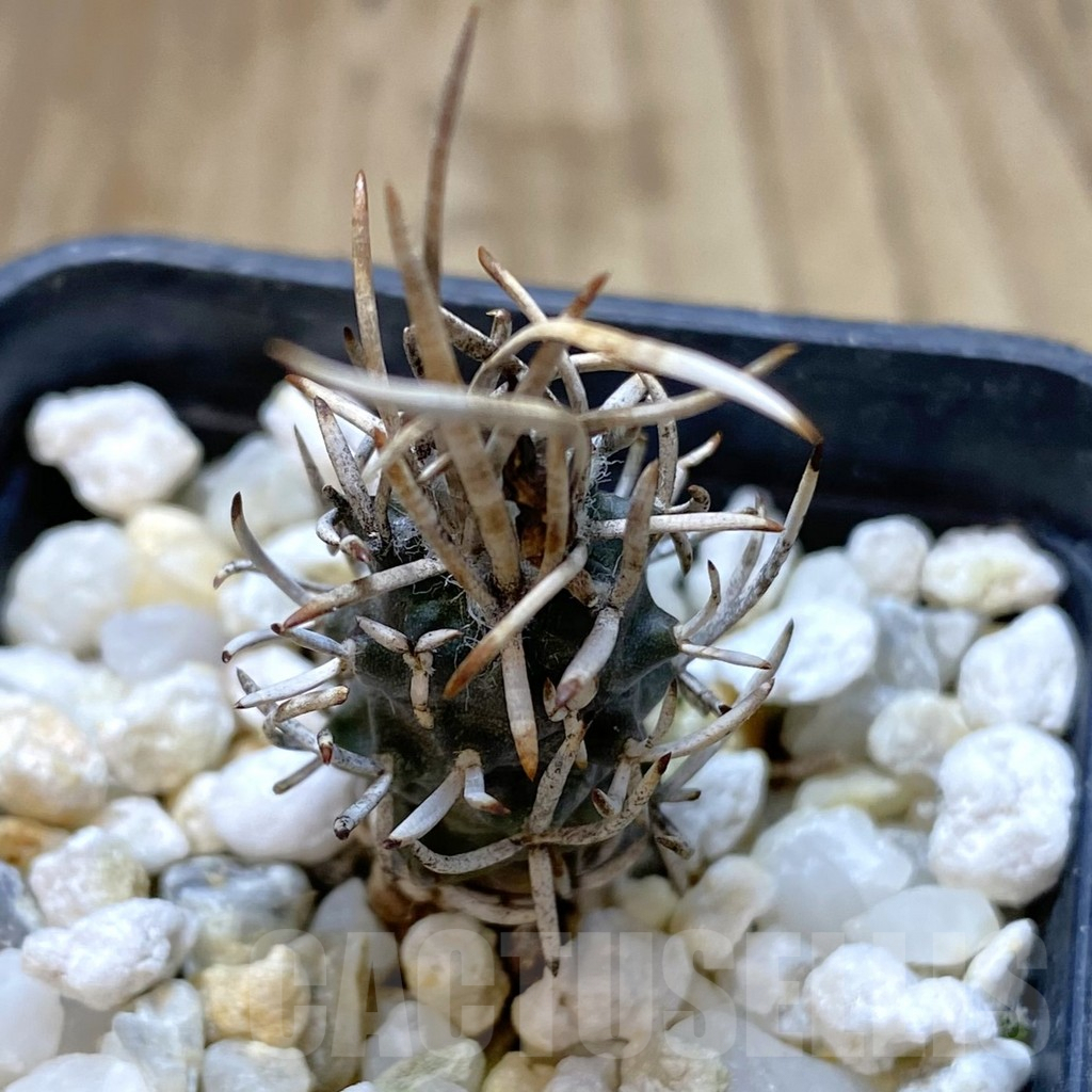 SHPR41088 Turbinicarpus flaviflorus - Image 2