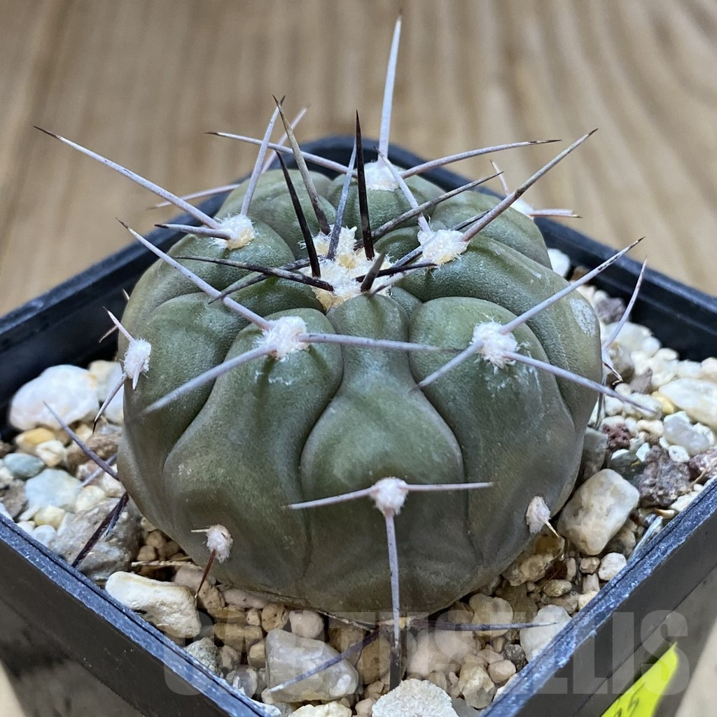 SH1326 Gymnocalycium castellanosii v. bozsingianum P 205 - Image 2
