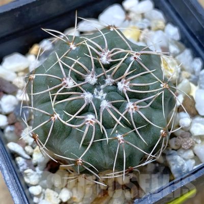 SH1331 Gymnocalycium sutterianum P141
