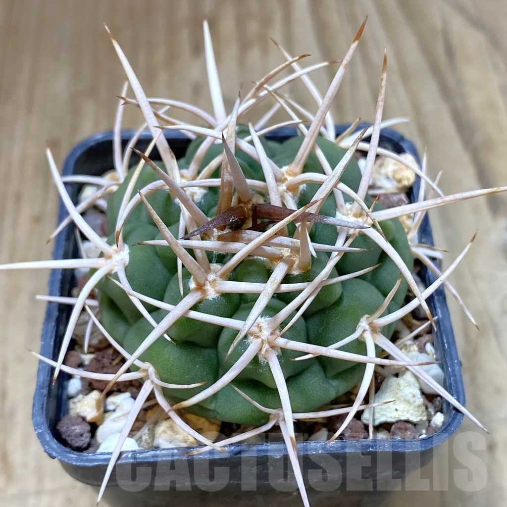 SHPR41110 Gymnocalycium ferox