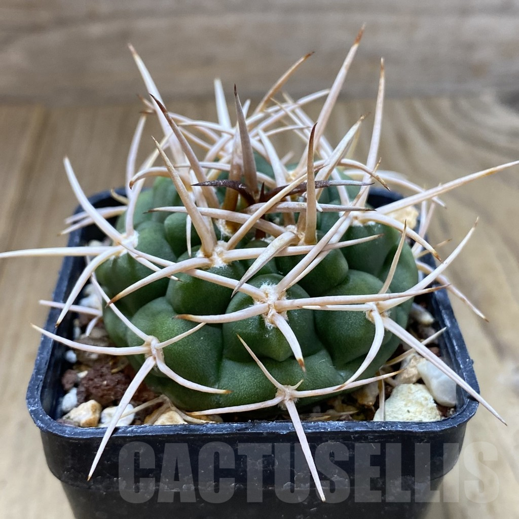 SHPR41110 Gymnocalycium ferox - Image 2