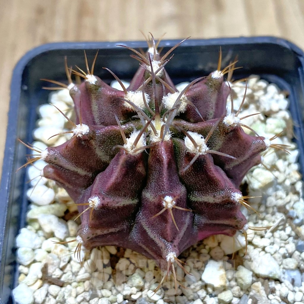 SH1332 Gymnocalycium mihanovichii hybrid