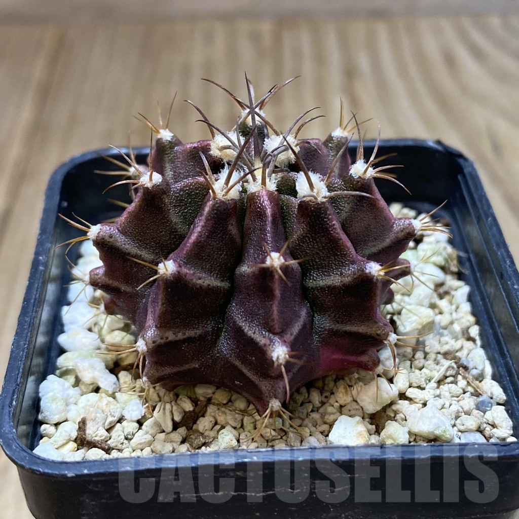 SH1332 Gymnocalycium mihanovichii hybrid - Image 2