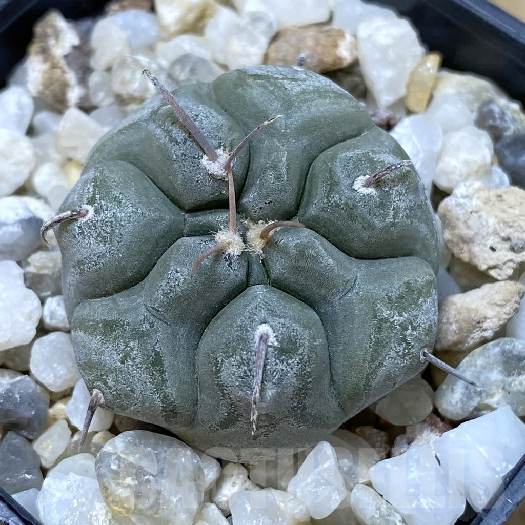 SHPR41116 Gymnocalycium prochazkianum
