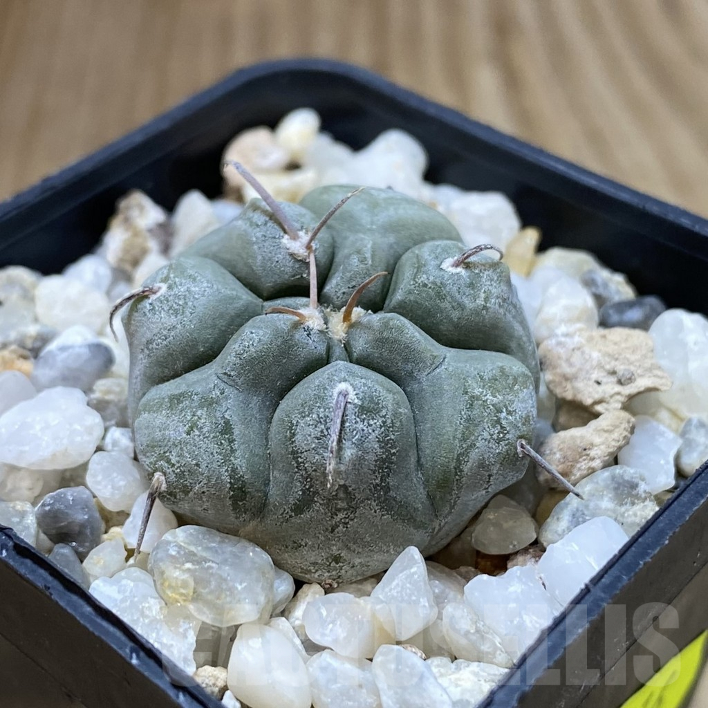 SHPR41116 Gymnocalycium prochazkianum - Image 2