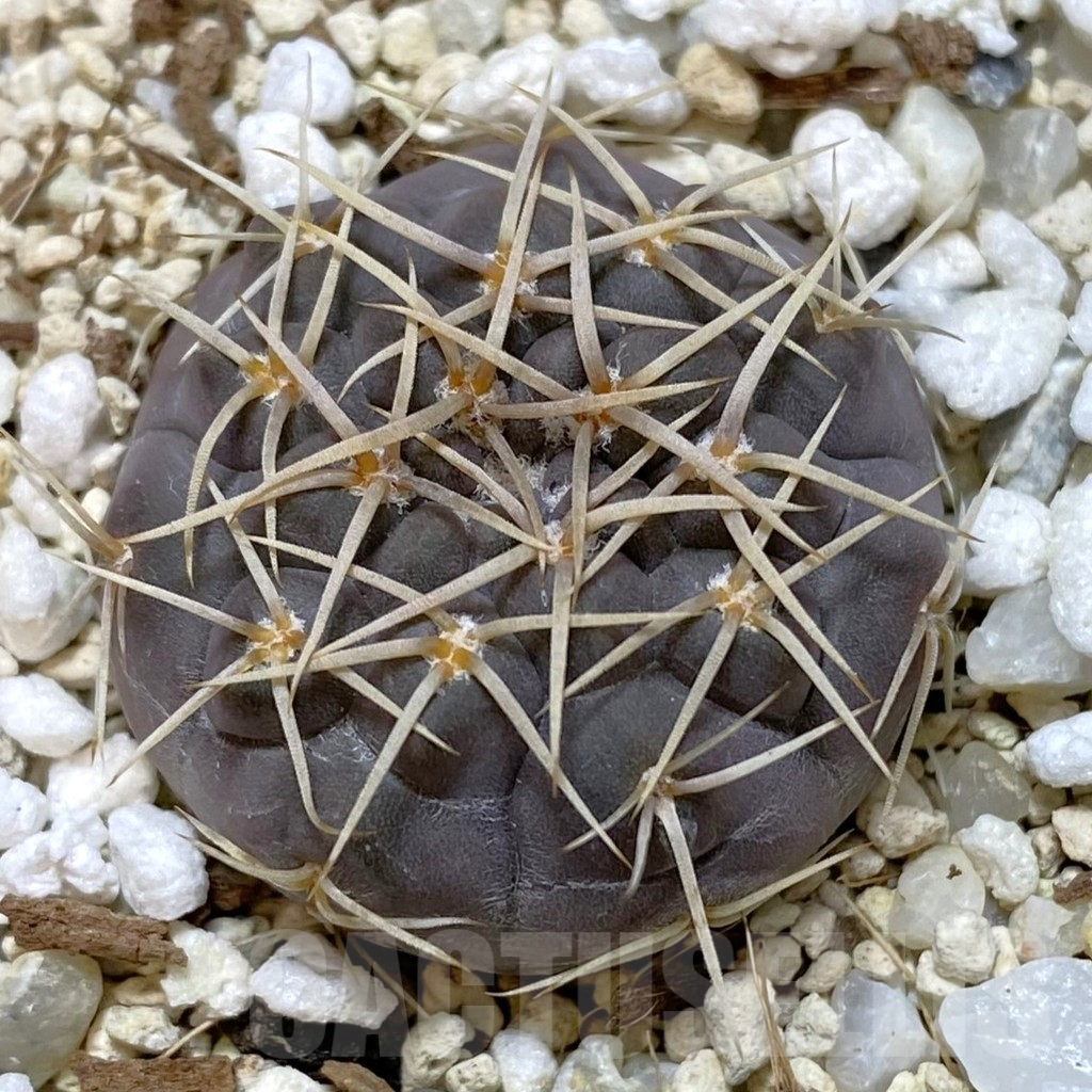 SH1335 Gymnocalycium borthii ssp. nogolense VG 412