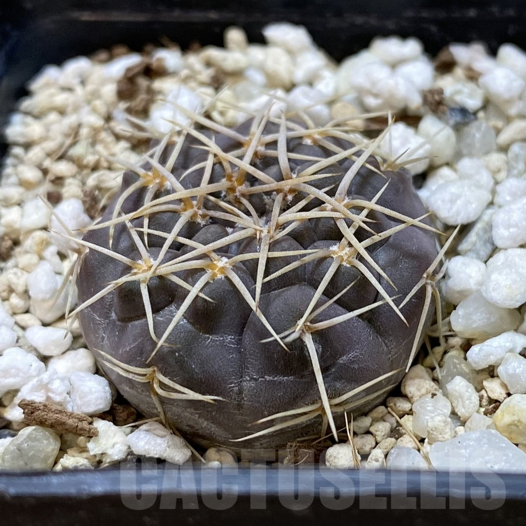 SH1335 Gymnocalycium borthii ssp. nogolense VG 412 - Image 2
