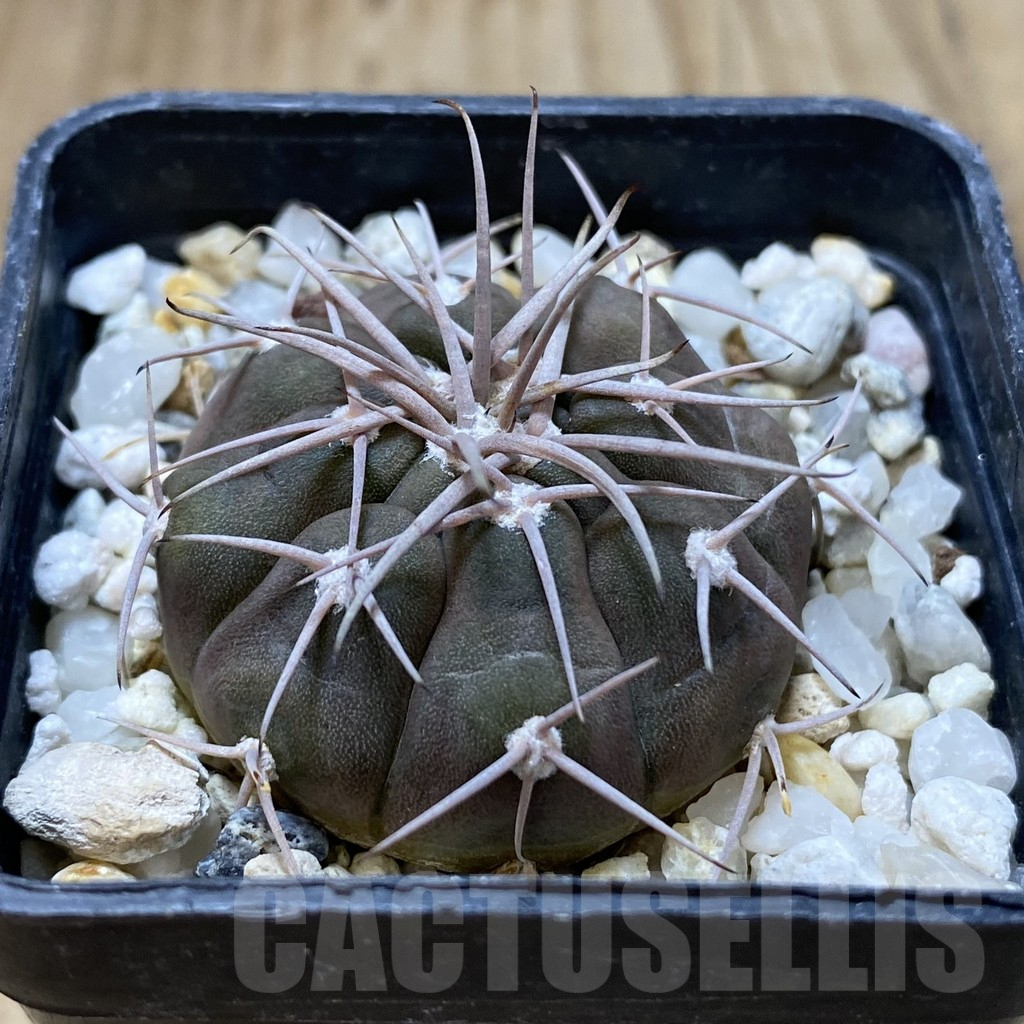 SHPR41119 Gymnocalycium castellanosii (M.G. 460.82) - Image 2