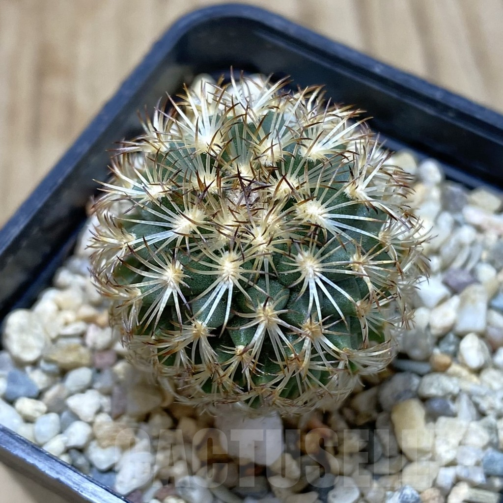 SH1219 Gymnocactus ysabelae