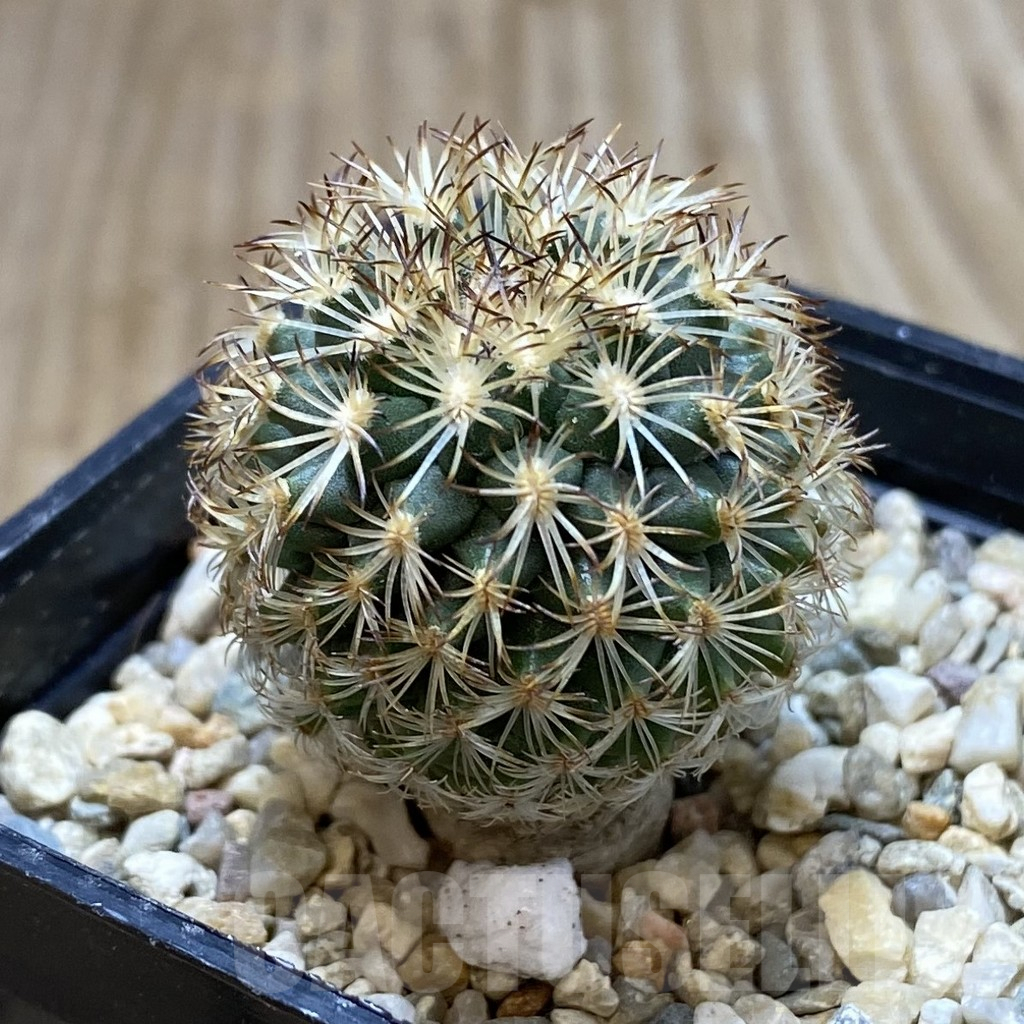 SH1219 Gymnocactus ysabelae - Image 2