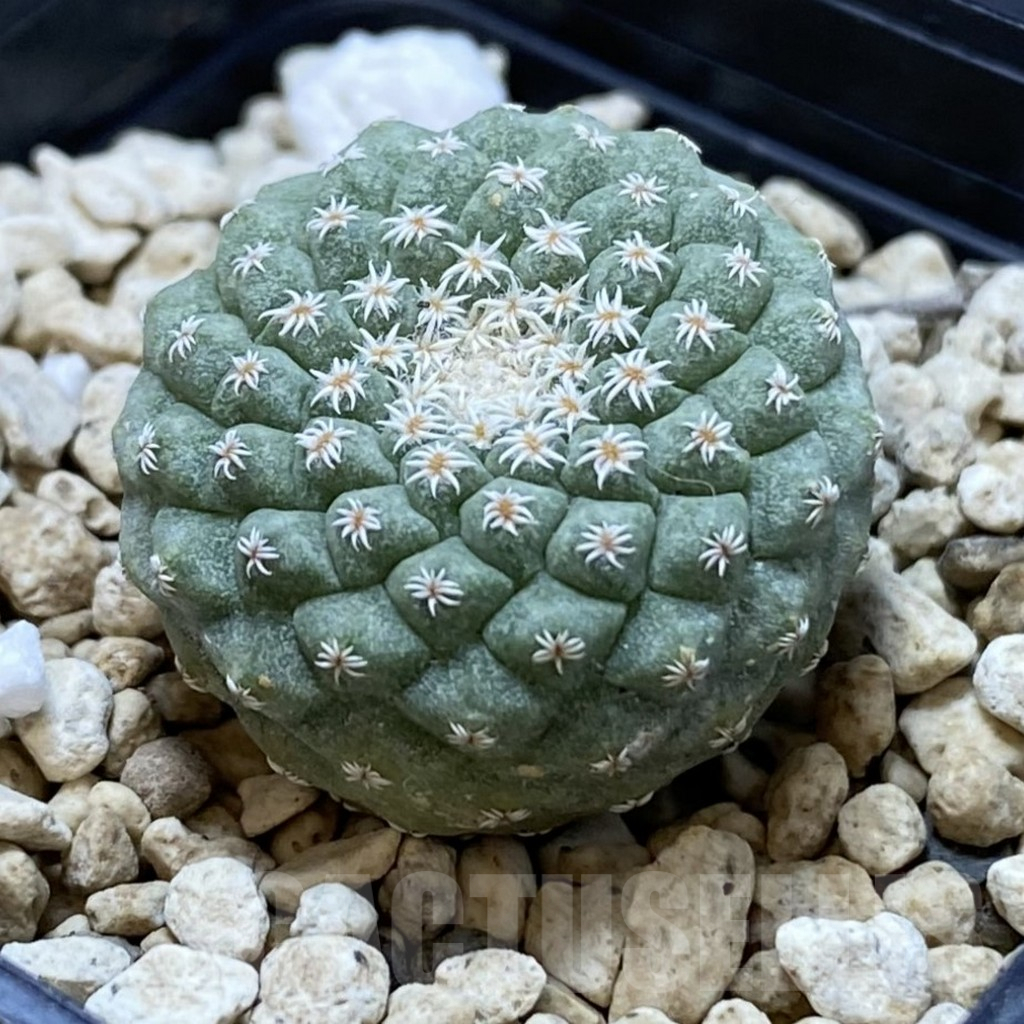 SH1220 Strombocactus disciformis - Image 2