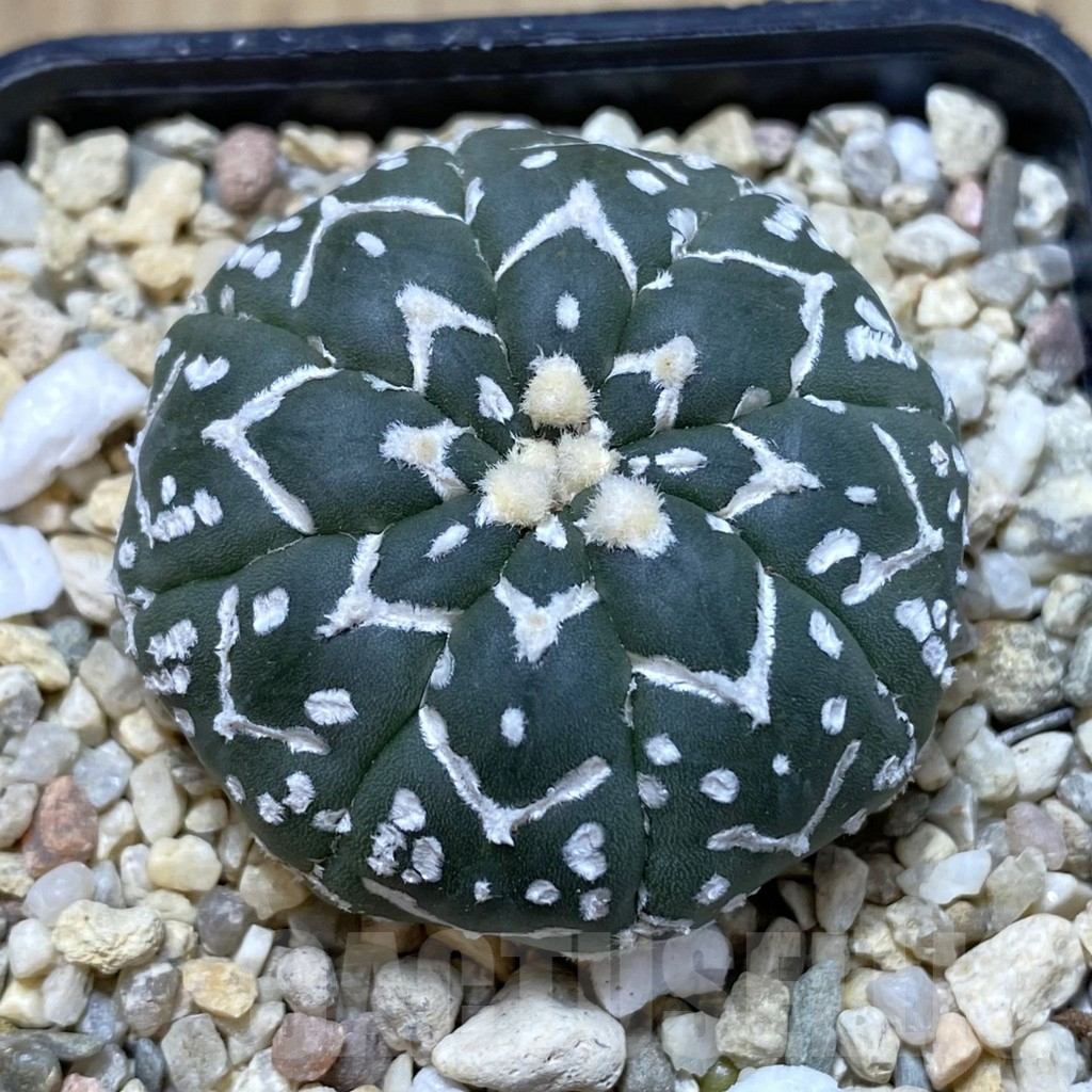 SHPR41280 Astrophytum asterias ‘Super Kabuto’ V-type f. nudum