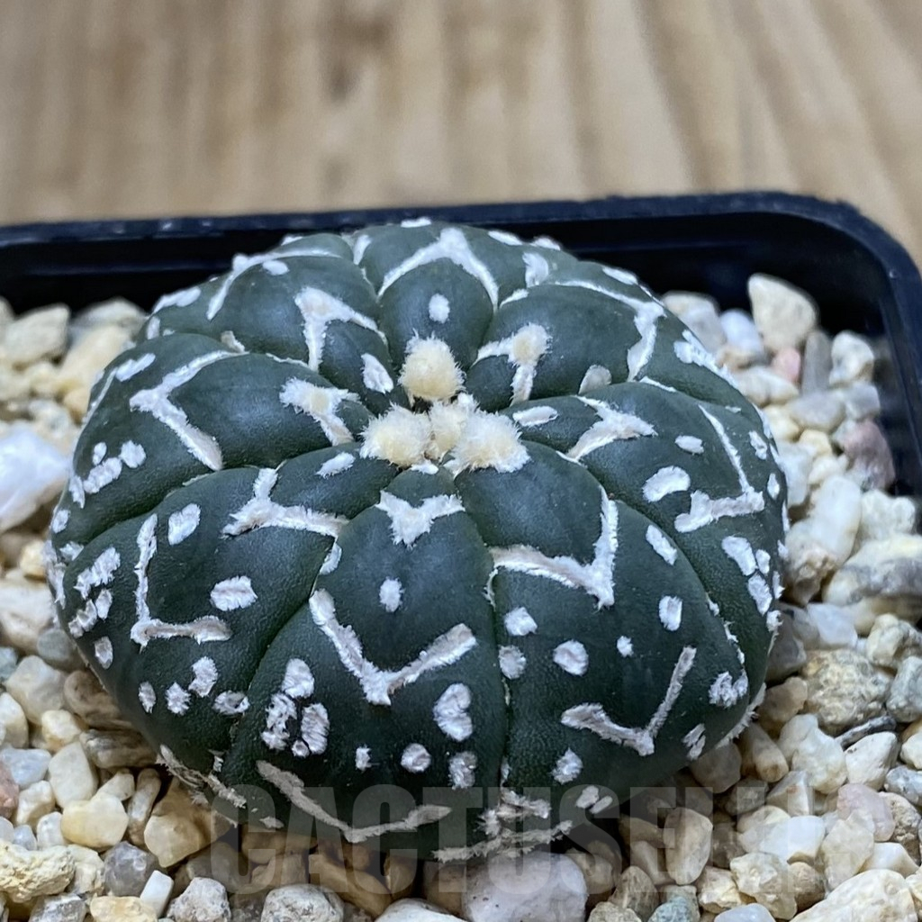 SHPR41280 Astrophytum asterias ‘Super Kabuto’ V-type f. nudum - Image 2