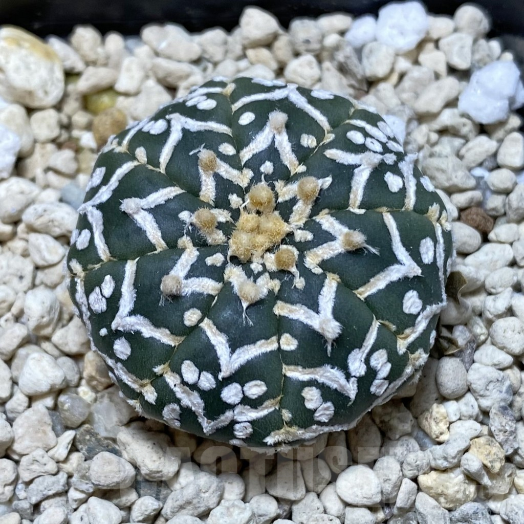 SHPR41282 Astrophytum asterias ‘Super Kabuto’ V-type f. nudum