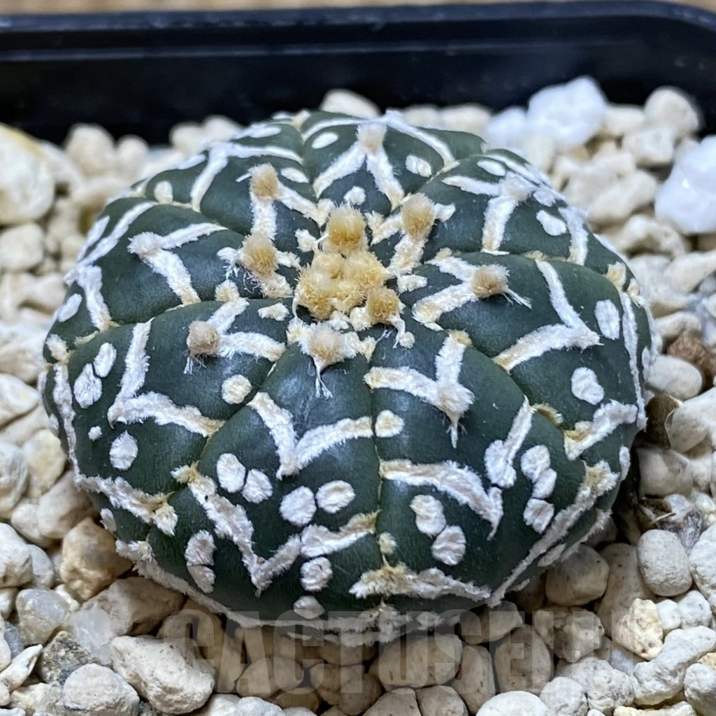 SHPR41282 Astrophytum asterias ‘Super Kabuto’ V-type f. nudum - Image 2