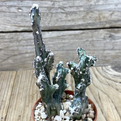 SH1225 Monvillea spegazzinii f. cristata