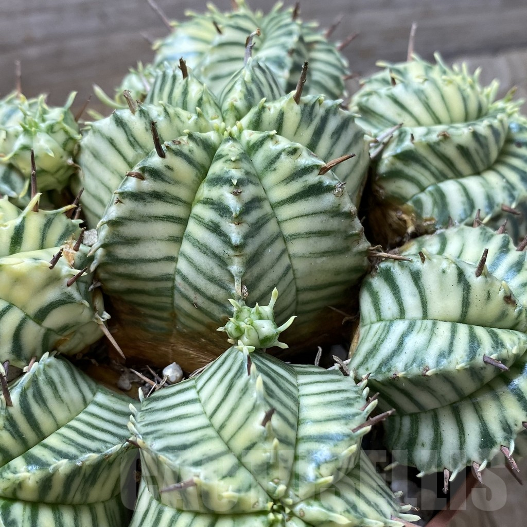 SHPR41286 Euphorbia meloformis f. variegata - Image 2