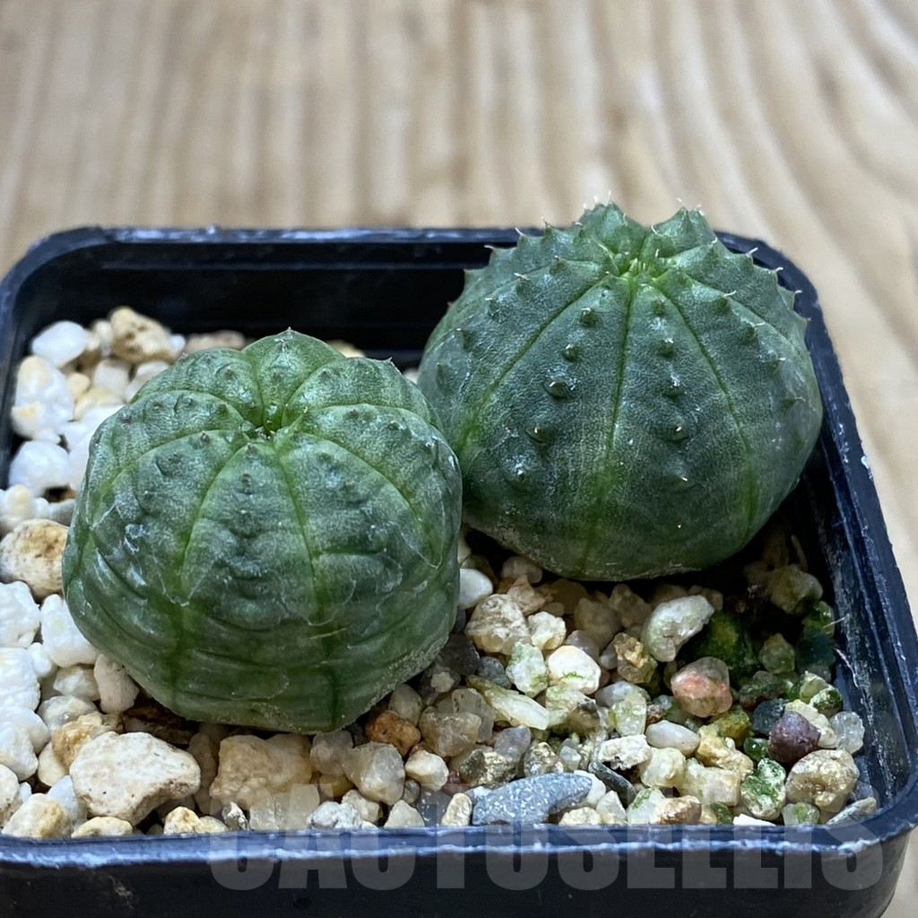 SHPR41287 Euphorbia obesa, 2 plants, seedling - Image 2