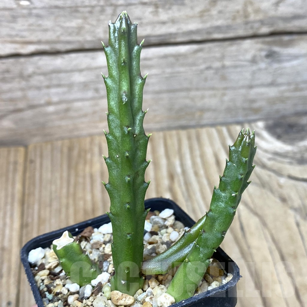 SHPR41290 Stapelia schinzii - Image 2