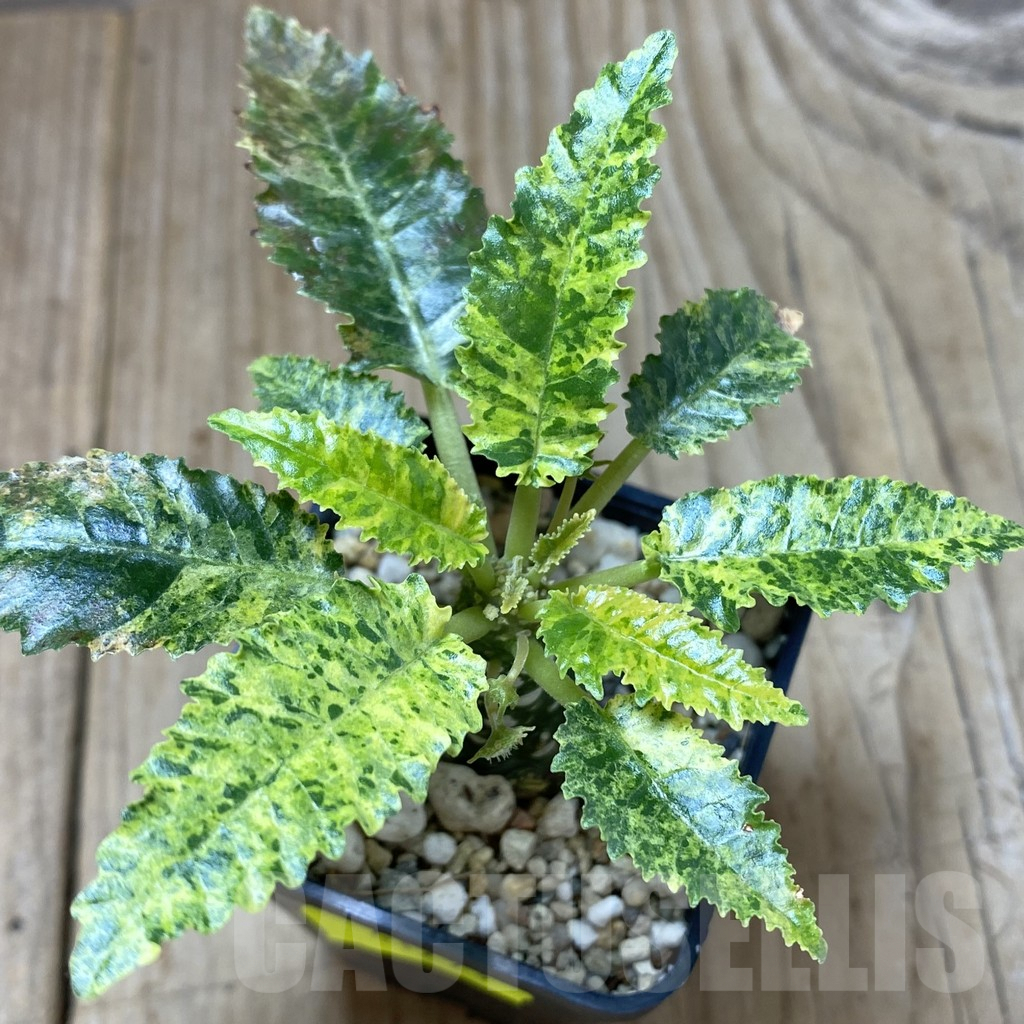 SHPR41293 Dorstenia horwoodii hybrid f. variegata