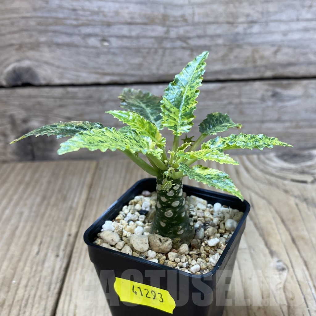 SHPR41293 Dorstenia horwoodii hybrid f. variegata - Image 2
