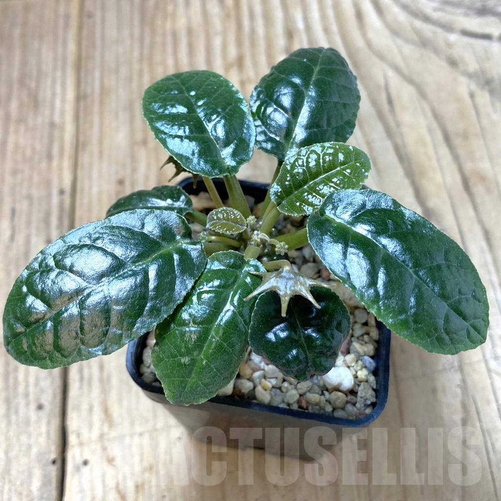 SHPR41295 Dorstenia foetida