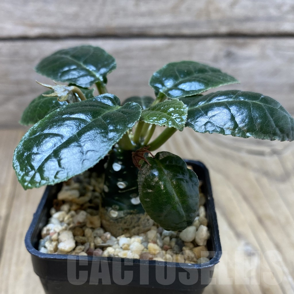 SHPR41295 Dorstenia foetida - Image 2