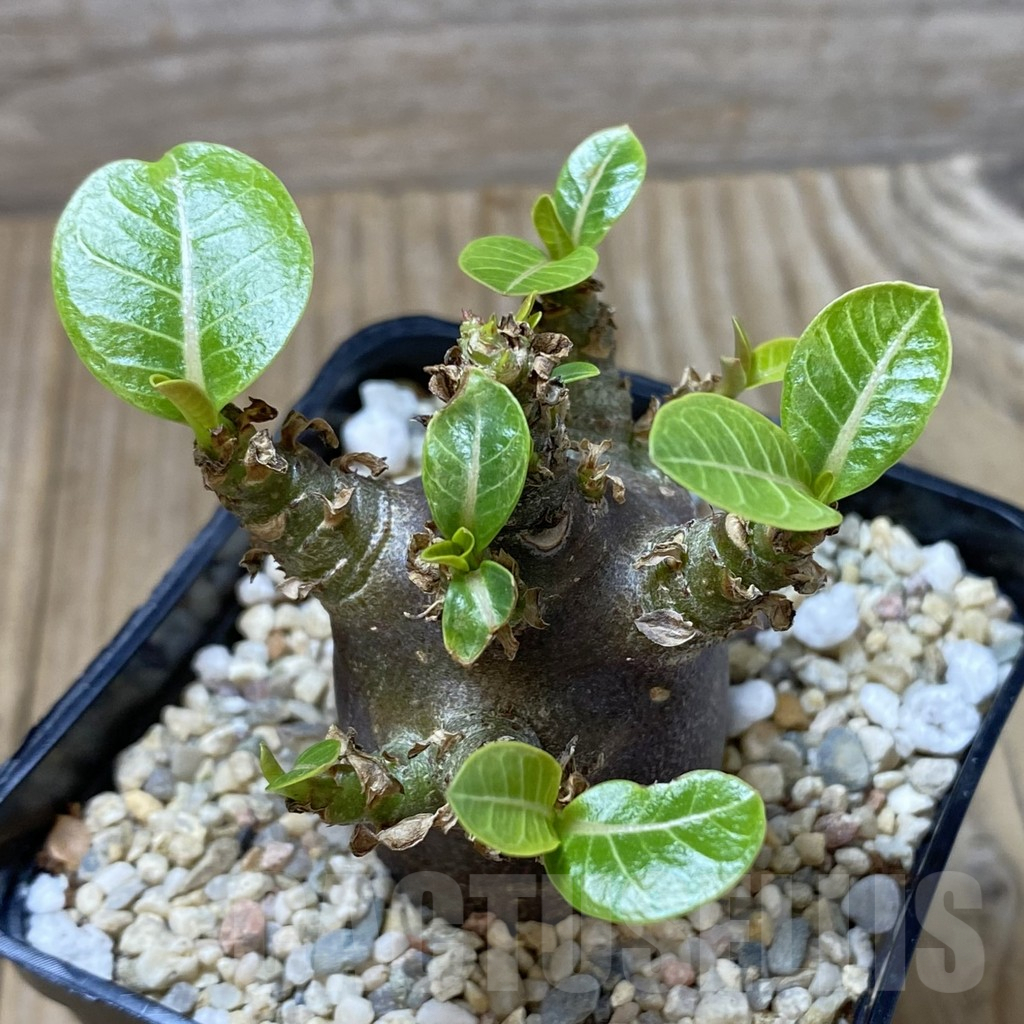 SHPR41299 Adenium arabicum ‘Black form’ - Image 2