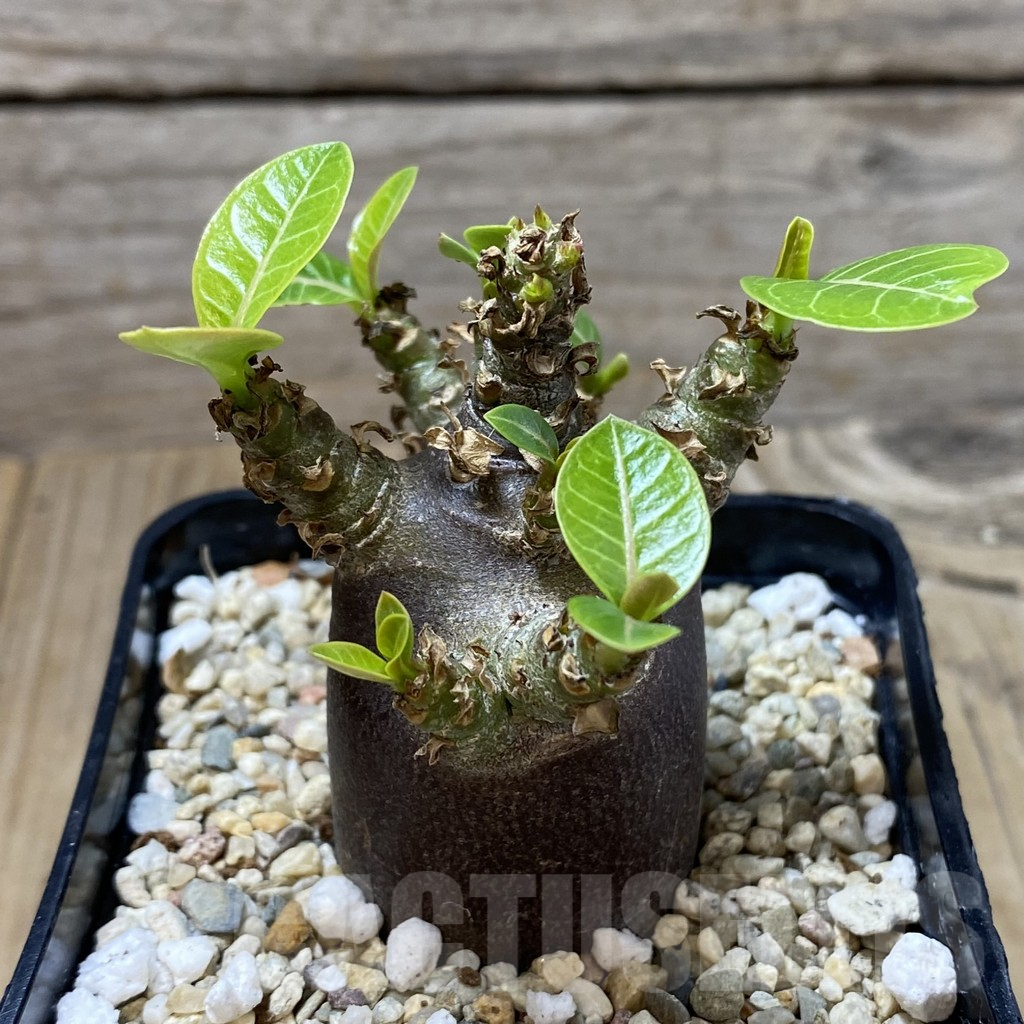 SHPR41299 Adenium arabicum ‘Black form’ - Image 3