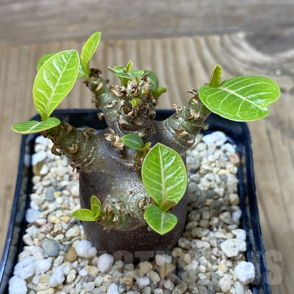 SHPR41299 Adenium arabicum ‘Black form’