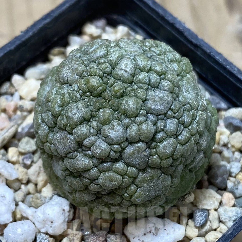 SHPR41246 Pseudolithos migiurtinus