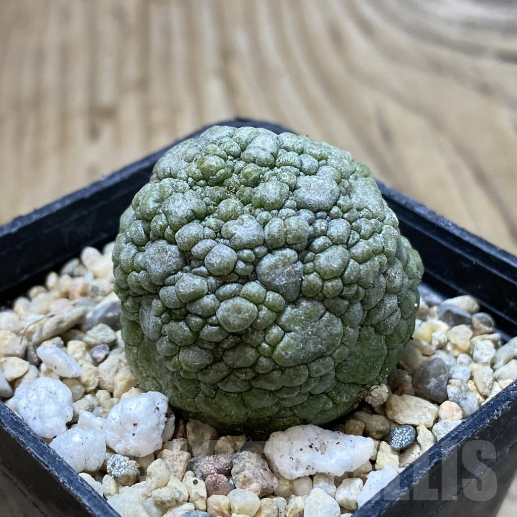 SHPR41246 Pseudolithos migiurtinus - Image 2