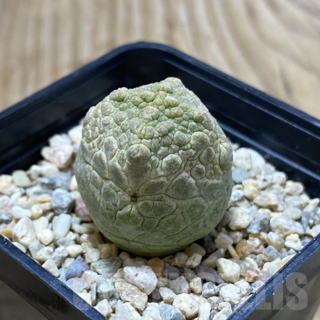 SHPR41250 Pseudolithos cubiformis - Image 2