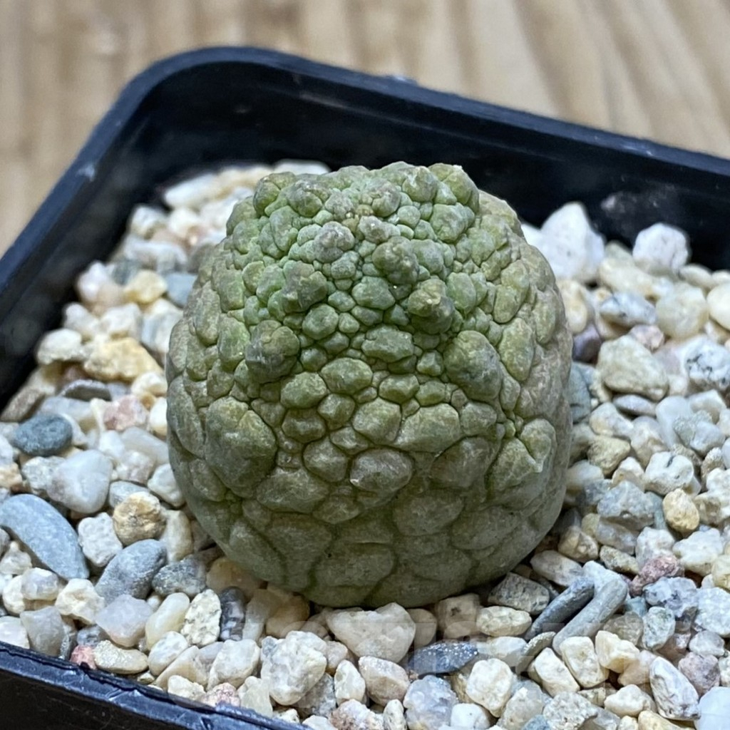 SHPR41251 Pseudolithos cubiformis - Image 2