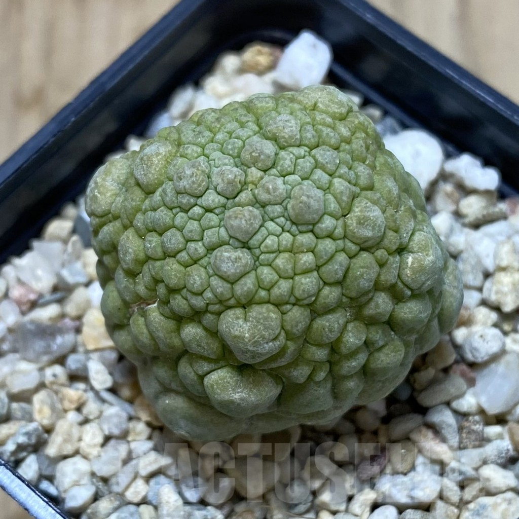 SHPR41252 Pseudolithos cubiformis