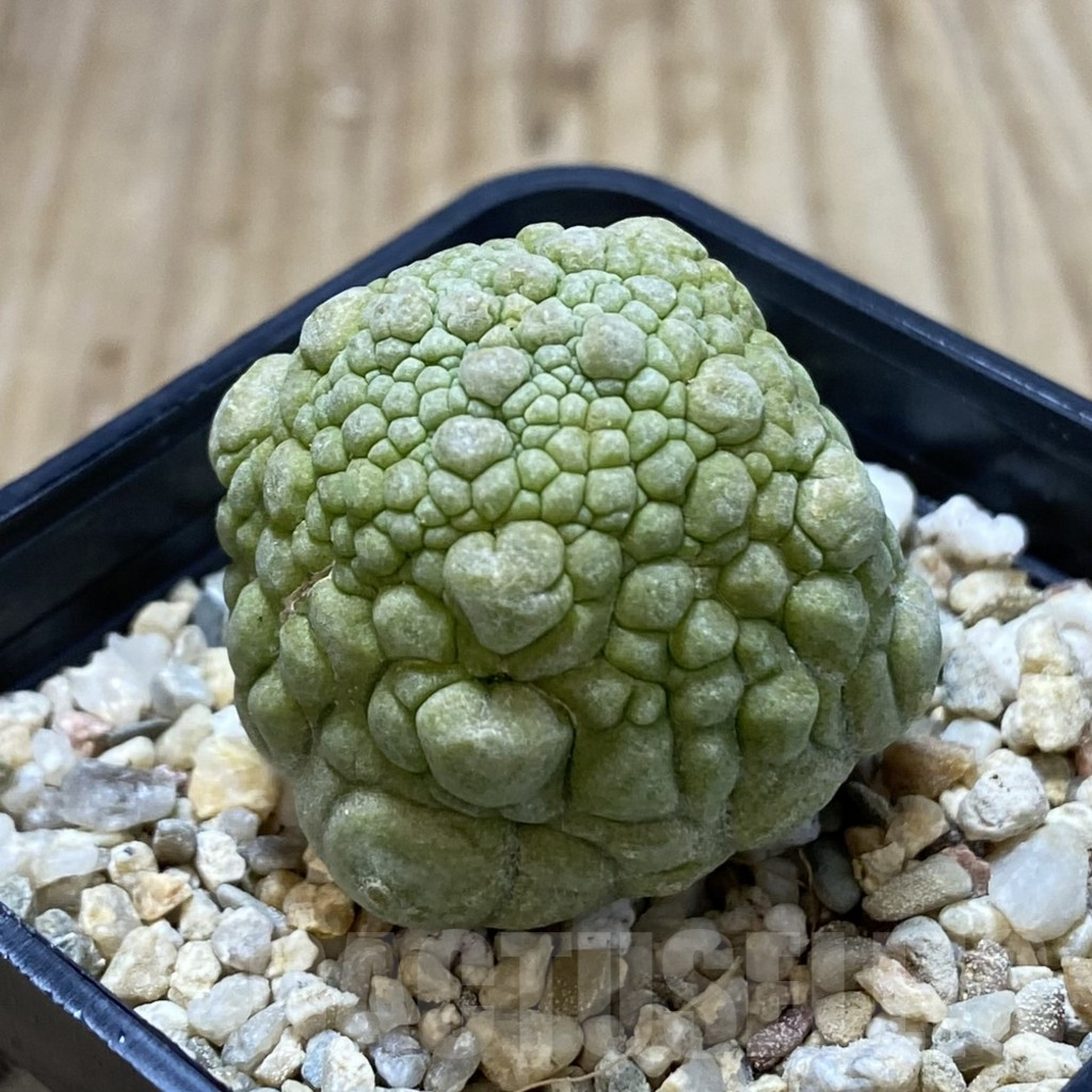 SHPR41252 Pseudolithos cubiformis - Image 2