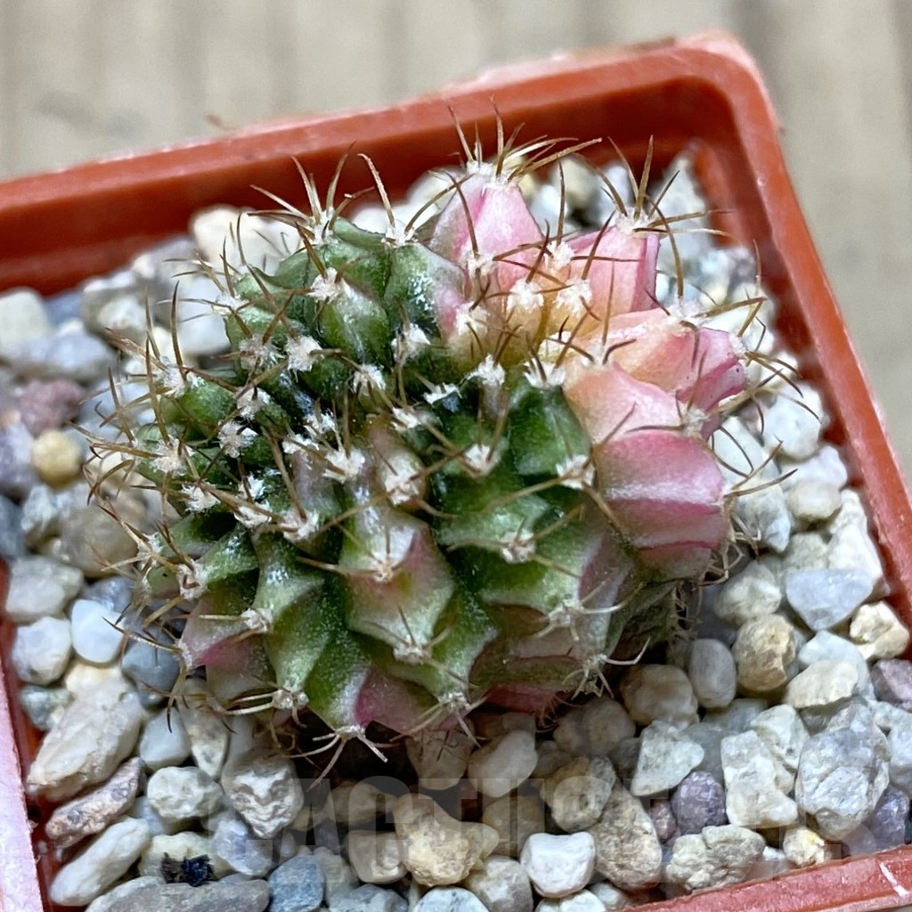 SH1215 Gymnocalycium mihanovichii variegata f. cristata