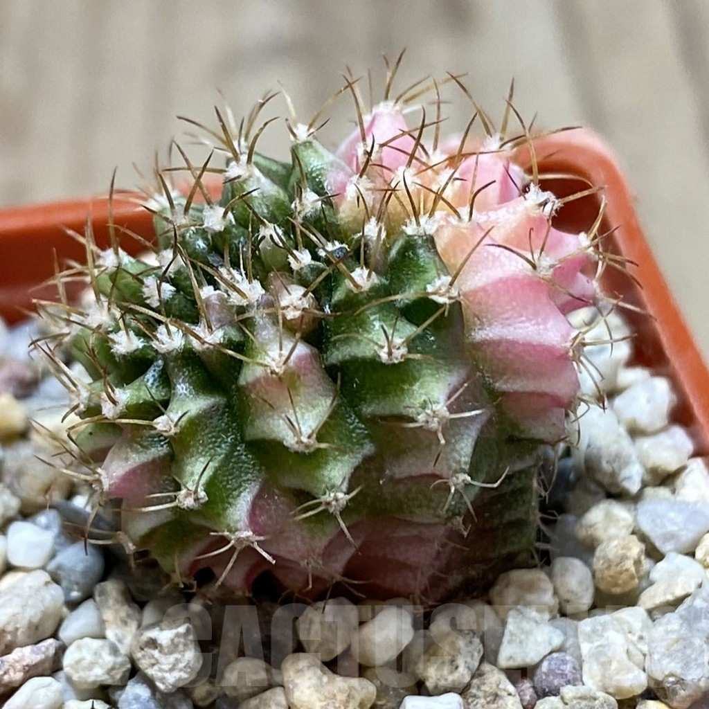 SH1215 Gymnocalycium mihanovichii variegata f. cristata - Image 2