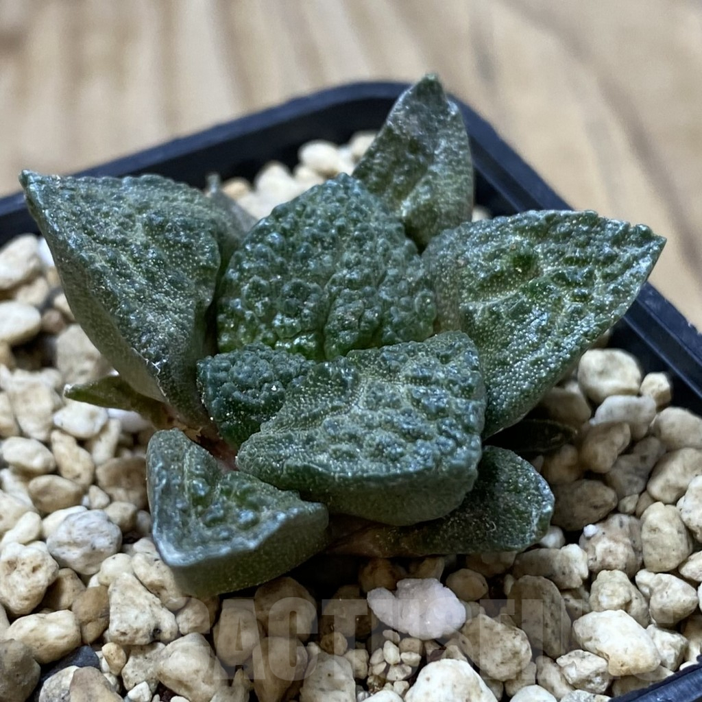 SHPR41270 Ariocarpus fissuratus 'Godzilla' hybrid, seedling - Image 2