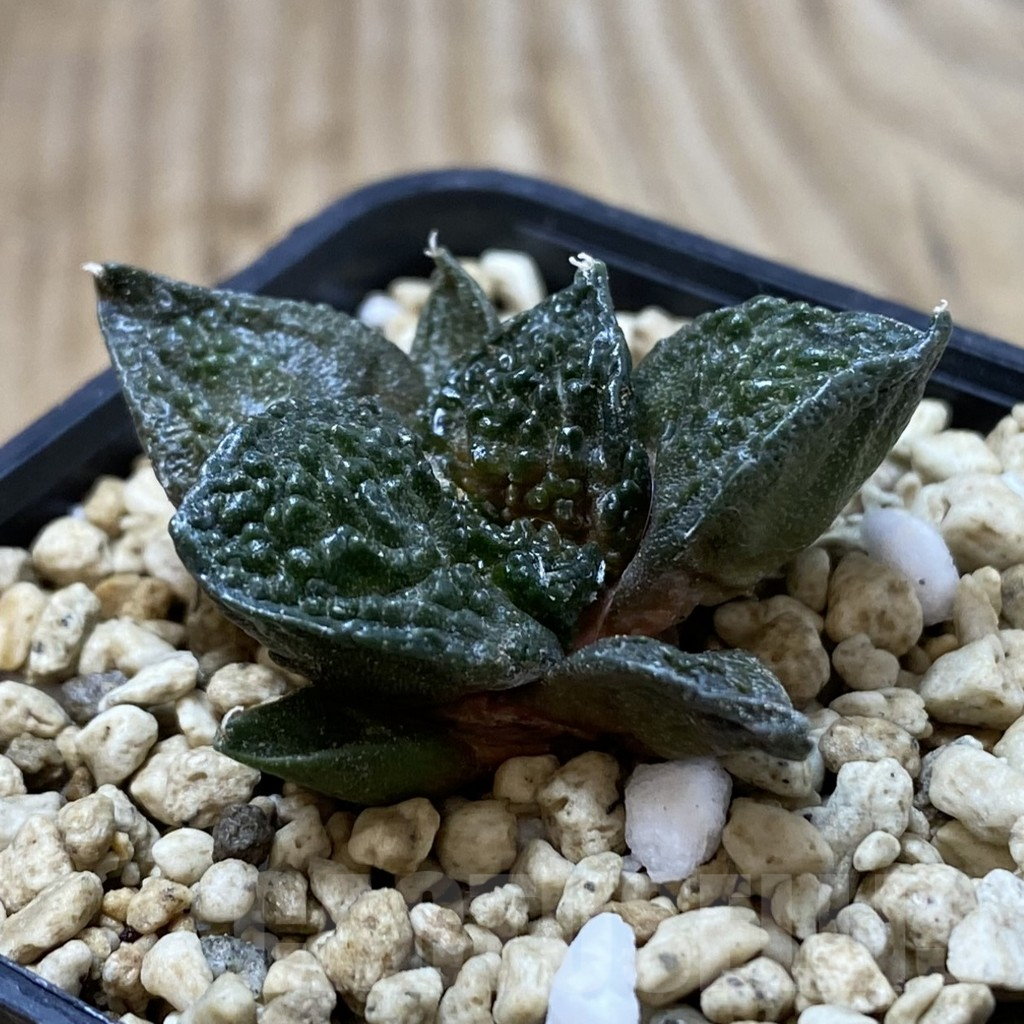 SHPR41271 Ariocarpus fissuratus 'Godzilla' hybrid, seedling - Image 2