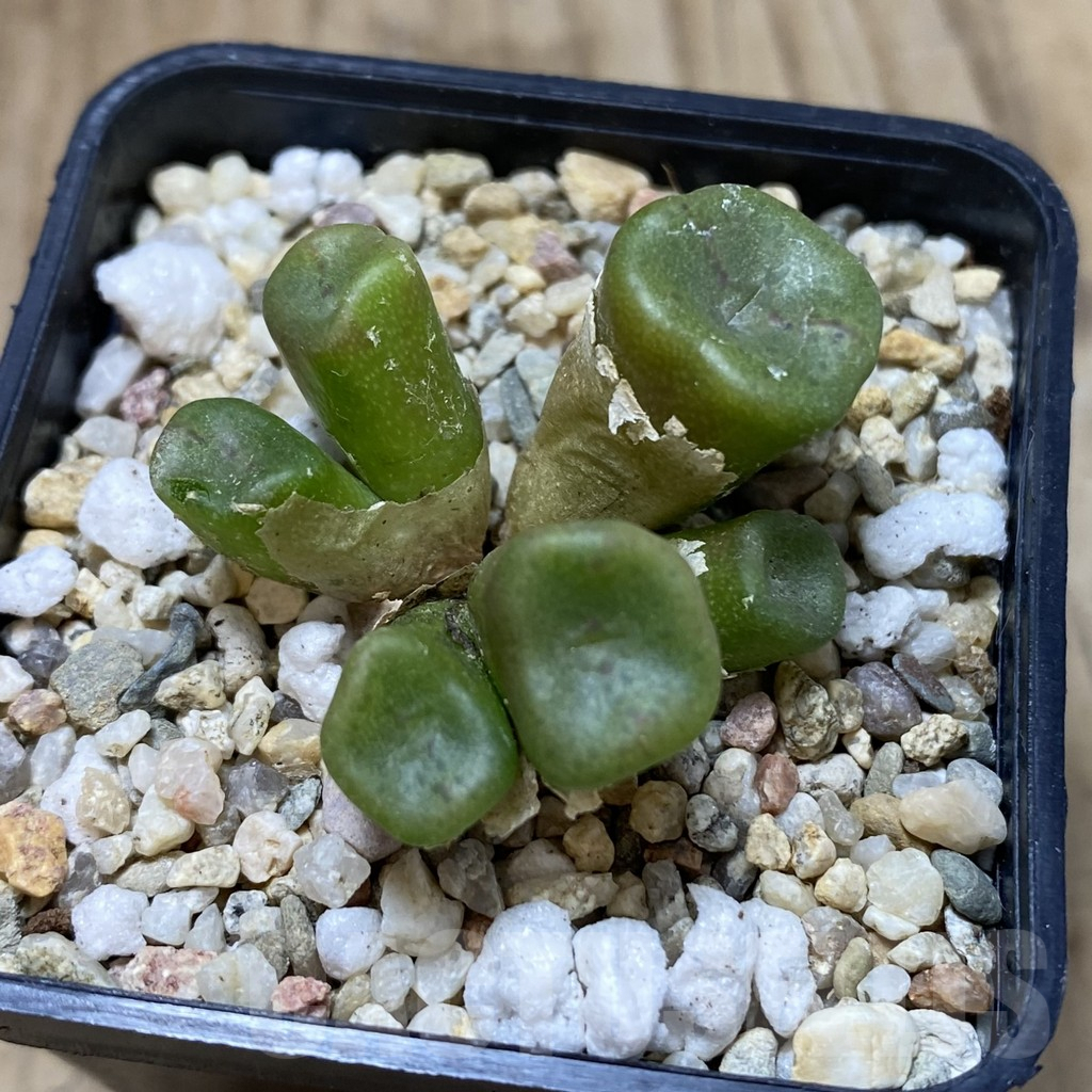 SHPR41272 Conophytum cubicum - Image 2